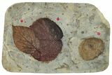 Plate with Three Fossil Leaves (Three Species) - Montana #270983-1
